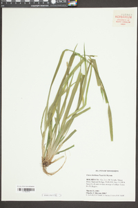 Carex kraliana image