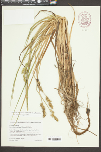 Carex laevivaginata image