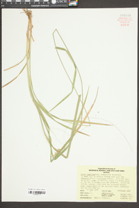 Carex laevivaginata image