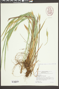 Carex latebracteata image