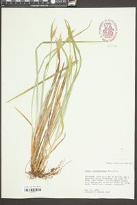 Carex latebracteata image