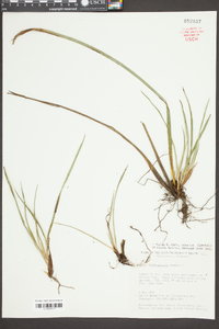 Carex latebracteata image