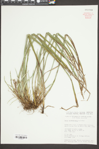 Carex latebracteata image