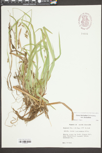 Carex laxiculmis image