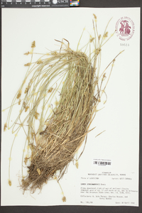 Carex leavenworthii image