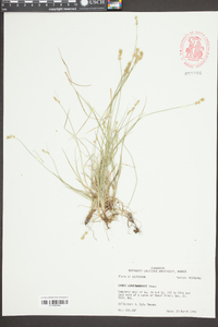 Carex leavenworthii image