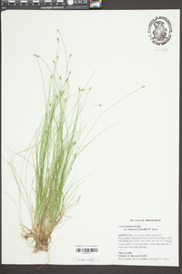 Carex leptalea var. harperi image