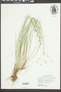 Carex leptalea var. harperi image