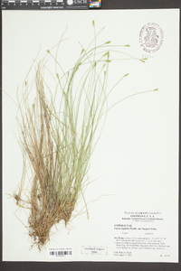 Carex leptalea var. harperi image