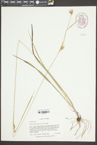 Carex lonchocarpa image