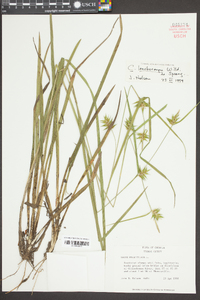 Carex lonchocarpa image