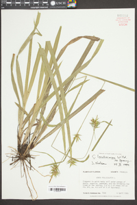 Carex folliculata image