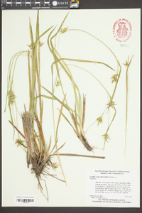 Carex lonchocarpa image