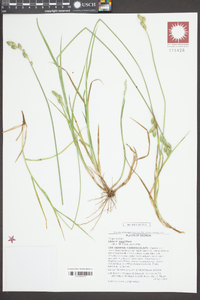 Carex longii image