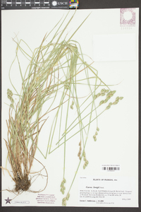 Carex longii image