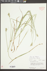 Carex longii image