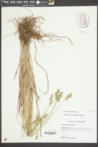 Carex longii image