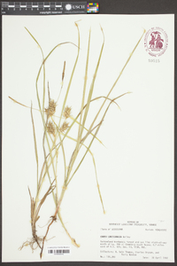 Carex louisianica image