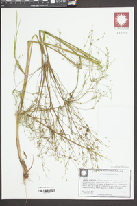 Juncus debilis image