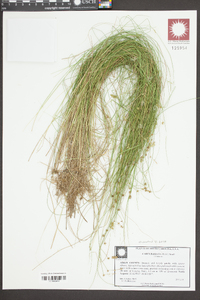 Carex radiata image