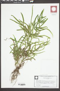 Pteris multifida image