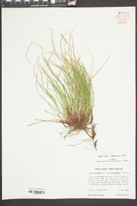 Carex lucorum image