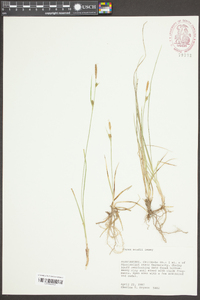 Carex meadii image