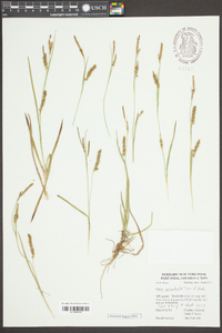 Carex microdonta image