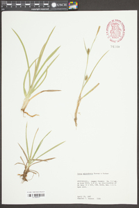 Carex microdonta image