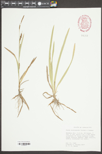 Carex microdonta image