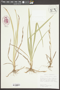 Carex microdonta image