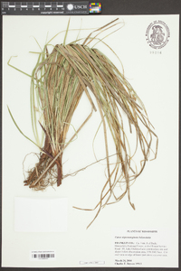 Carex nigromarginata image