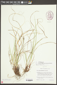 Carex nigromarginata image