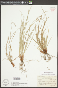 Carex nigromarginata image