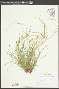 Carex nigromarginata image