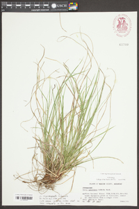 Carex nigromarginata image