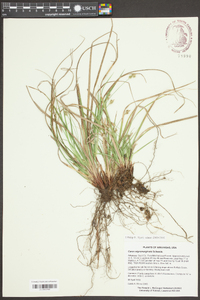 Carex nigromarginata image