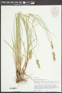 Carex oklahomensis image