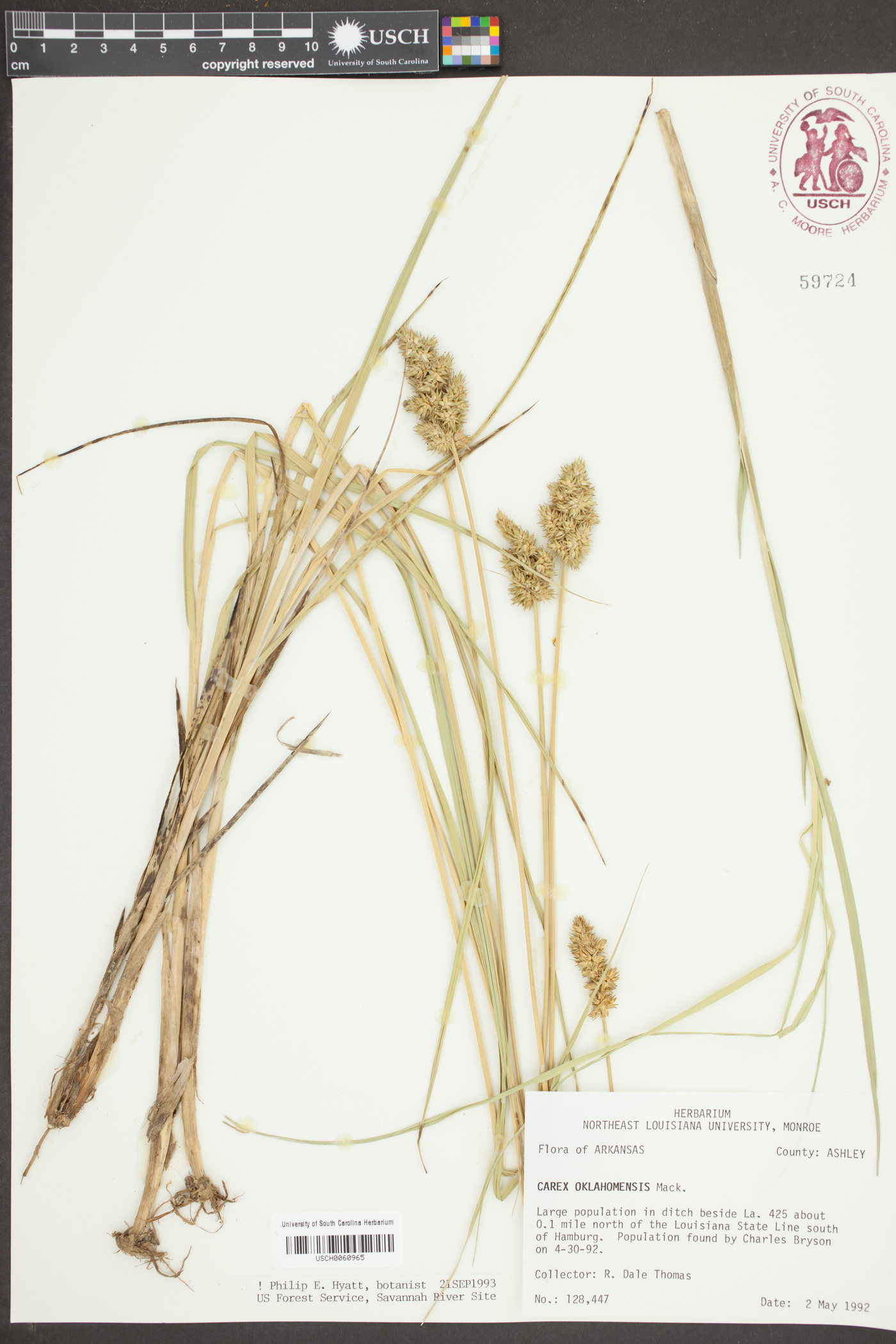 Carex oklahomensis image