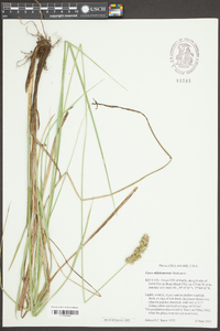 Carex oklahomensis image