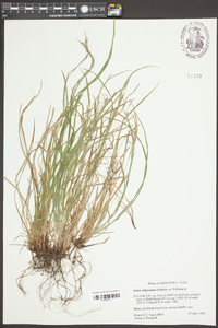 Carex oligocarpa image