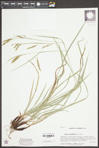 Carex oxylepis image