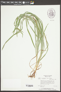 Carex oxylepis image