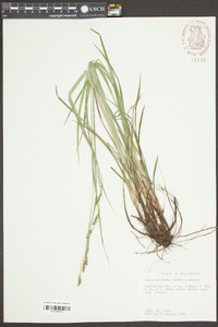 Carex oxylepis image