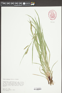 Carex oxylepis image