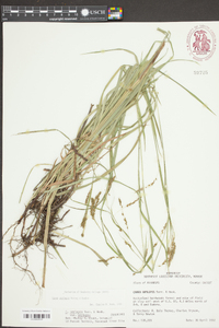 Carex oxylepis image