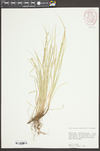 Carex socialis image