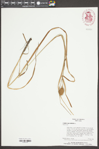 Carex squarrosa image