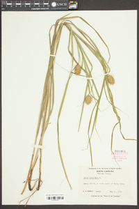 Carex squarrosa image