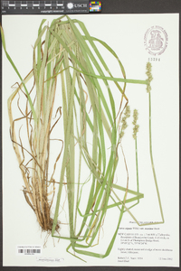 Carex stipata var. maxima image